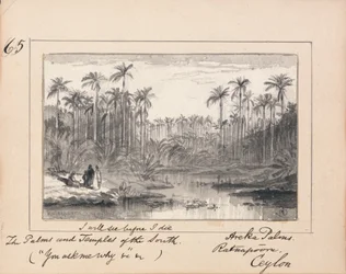 Ilustración de Me preguntas por qué de Tennyson - Palmas de Areka, Ratanapooru, Ceilán